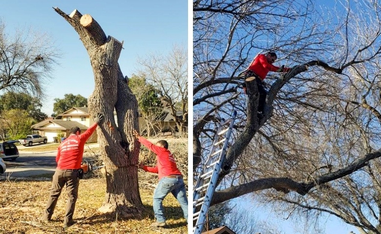 tree service